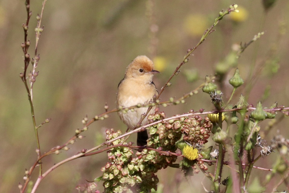 Cisticole à couronne dorée - ML646233716