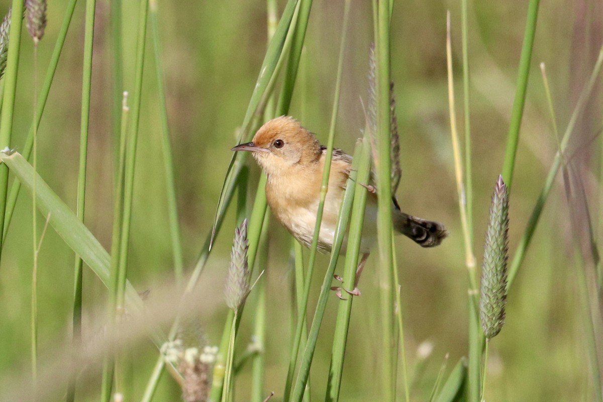Cisticole à couronne dorée - ML646233717