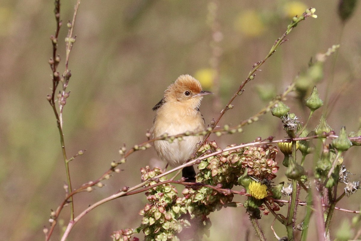 Cisticole à couronne dorée - ML646233718
