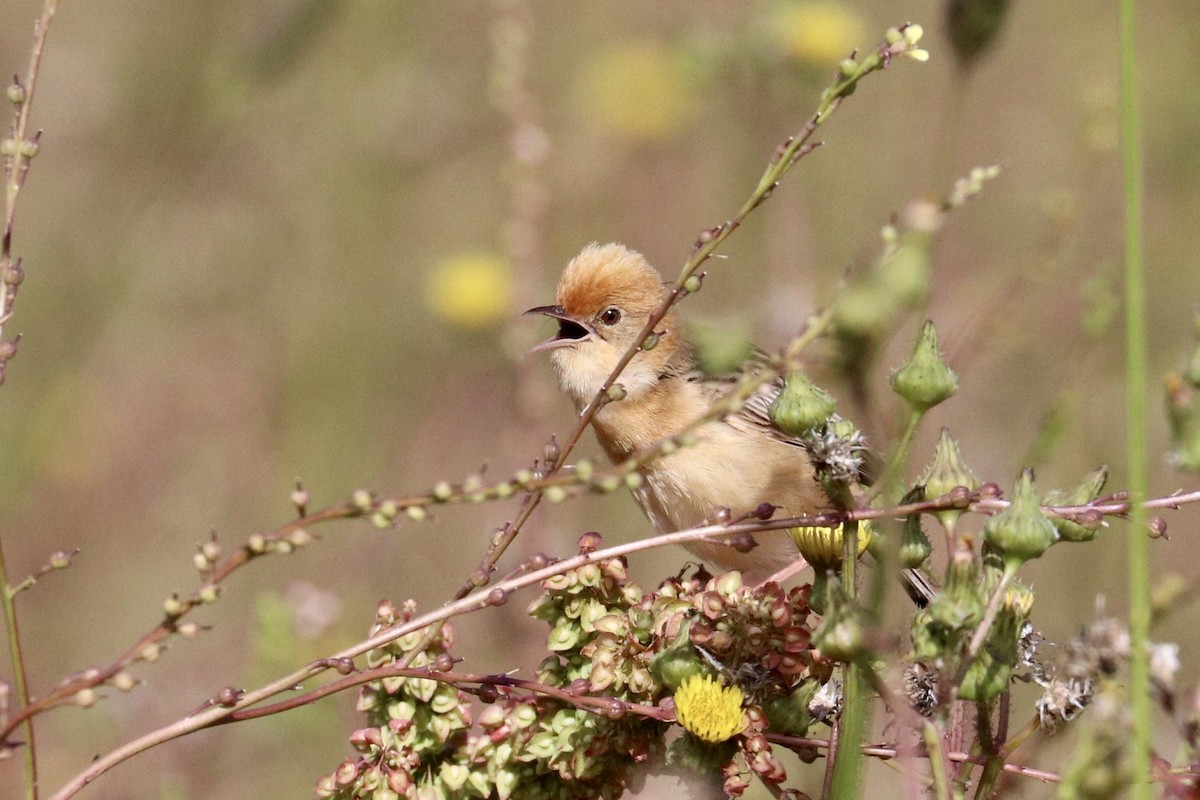 Cisticole à couronne dorée - ML646233719