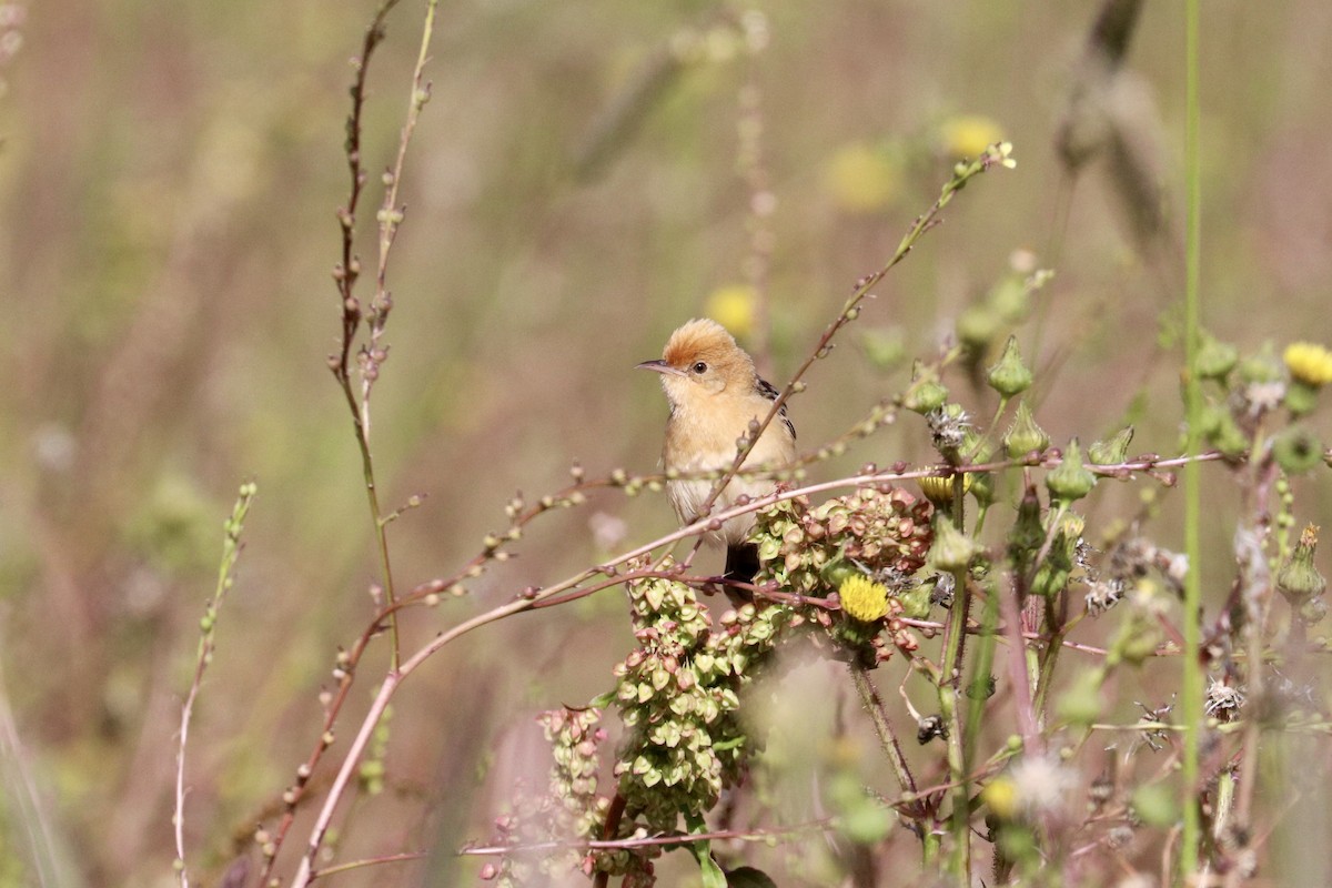 Cisticole à couronne dorée - ML646233720