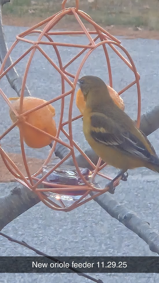 Oriole de Baltimore - ML646233721