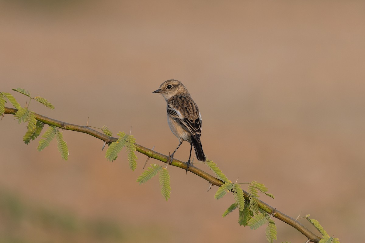 Tarier de Sibérie - ML646233722
