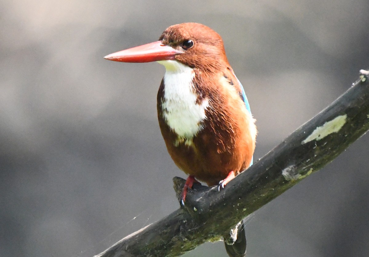 Martin-chasseur de Smyrne - ML646233723