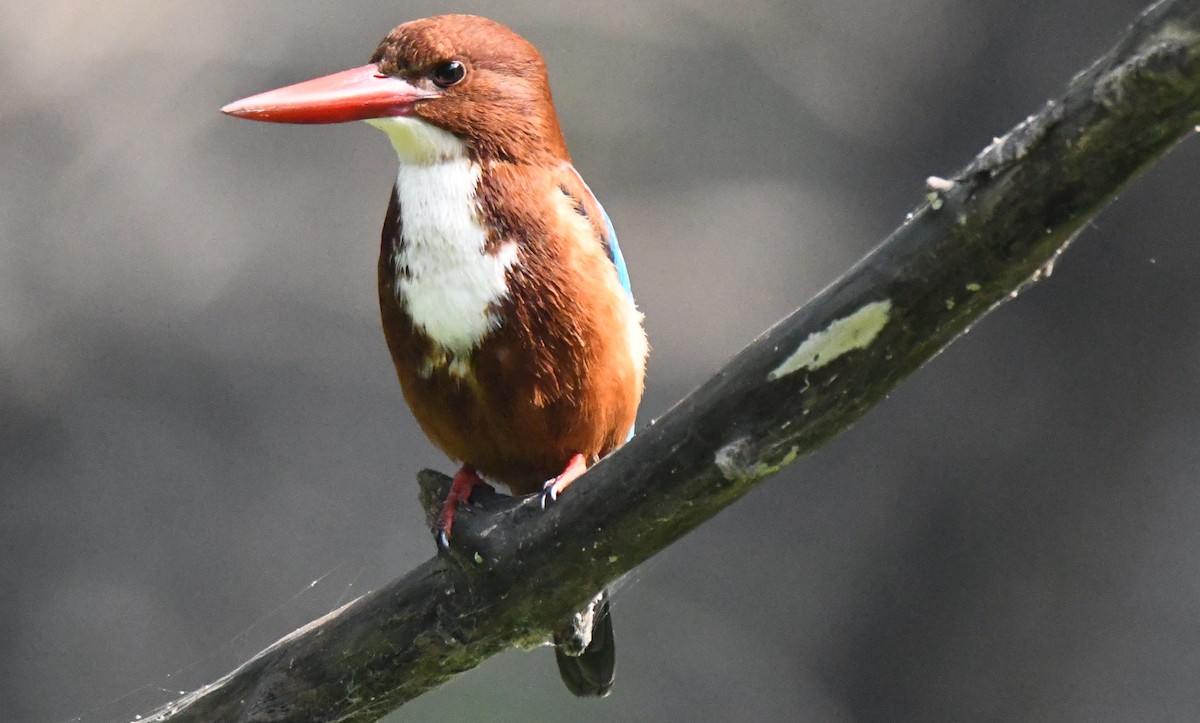 Martin-chasseur de Smyrne - ML646233724