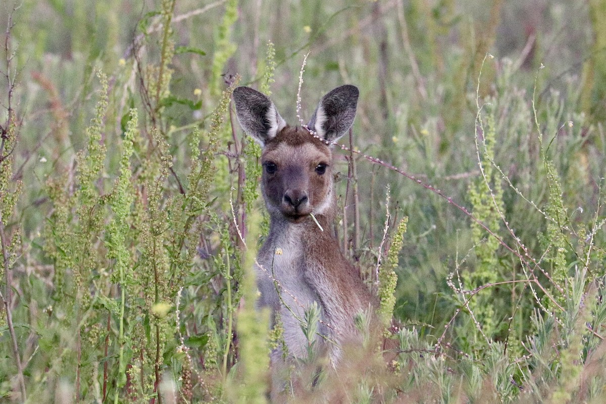 Western Grey Kangaroo - ML646233726