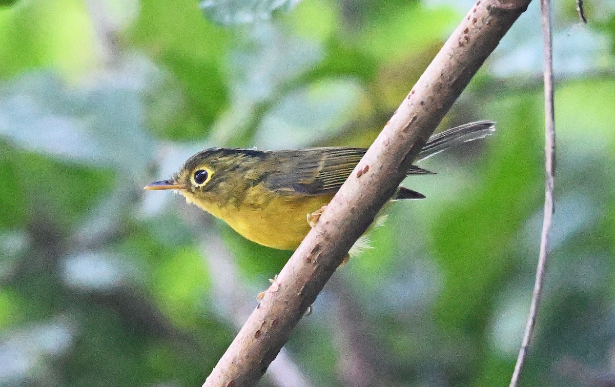 Pouillot de Whistler - ML646233727