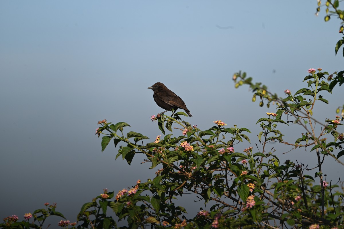 Traquet brun - ML646233728