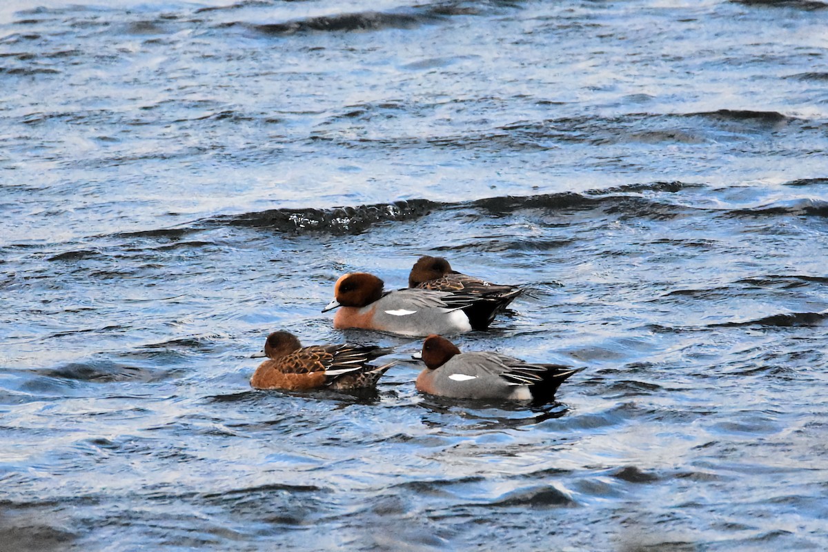 Canard siffleur - ML646233729