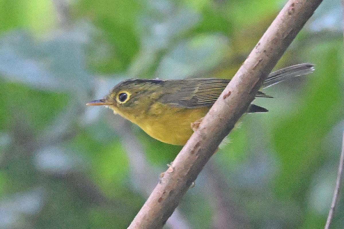 Pouillot de Whistler - ML646233730