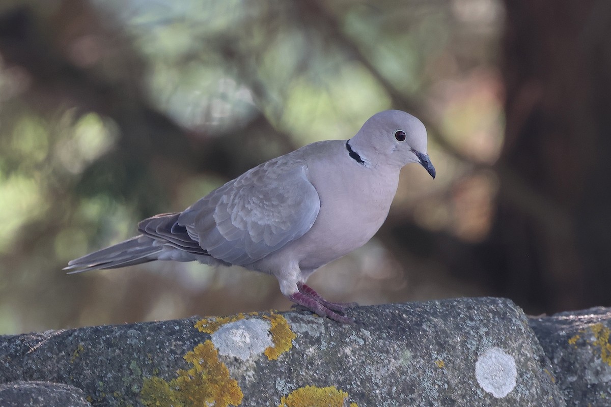 Tourterelle turque - ML646233731