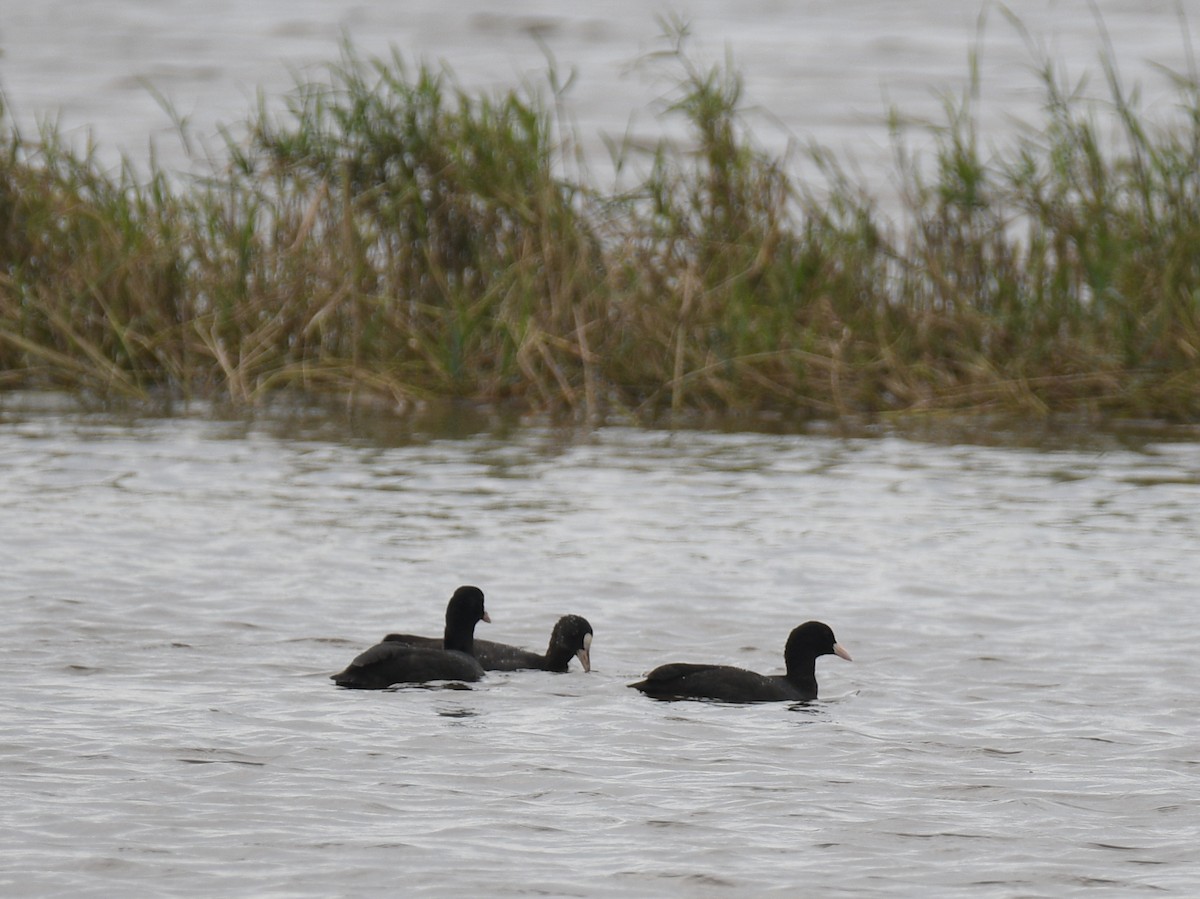 Eurasian Coot - ML646233733
