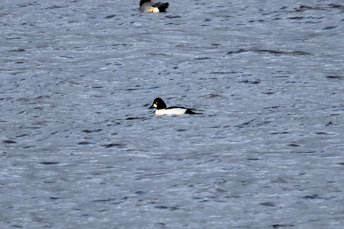 Garrot à oeil d'or - ML646233734