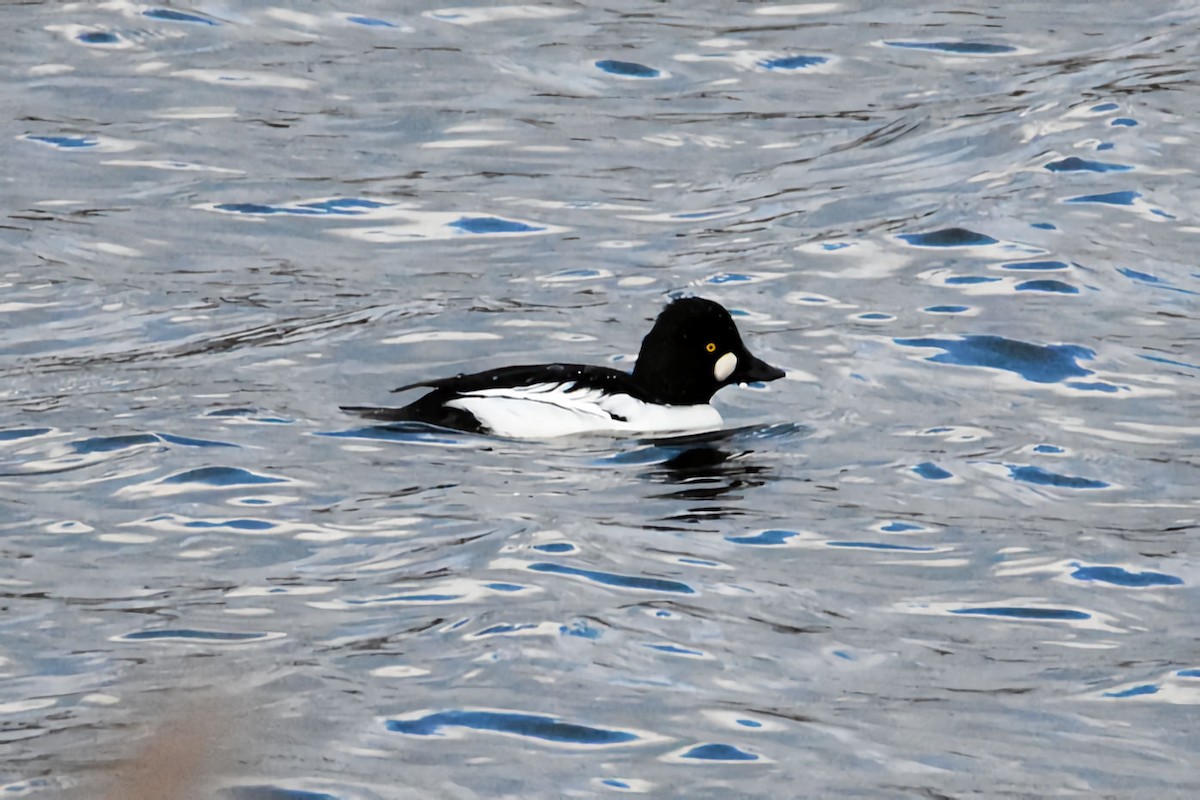 Garrot à oeil d'or - ML646233735