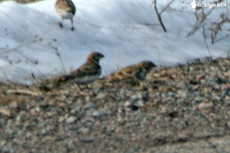 Лапландский подорожник - ML646233737