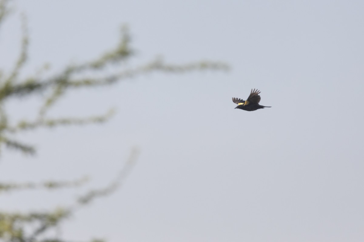 Carouge galonné - ML646233738