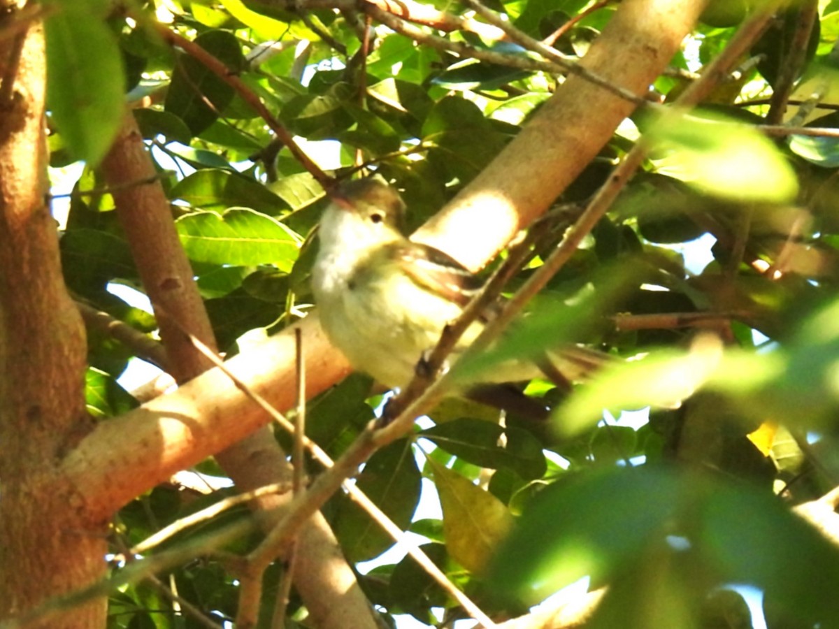 Élénie à bec court - ML646233740