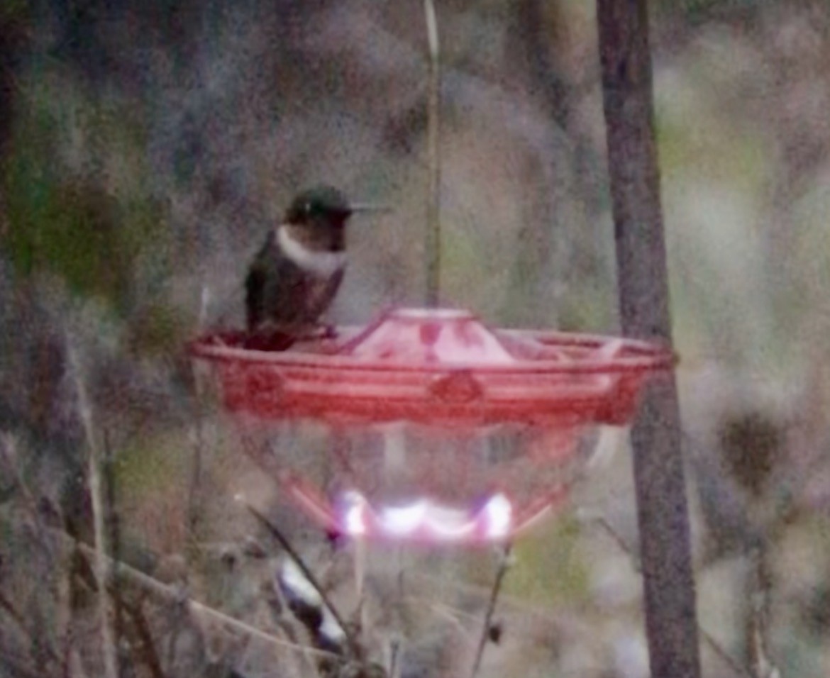 Ruby-throated Hummingbird - ML646233741