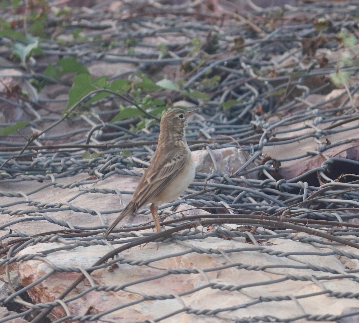 Pipit rousset - ML646233743