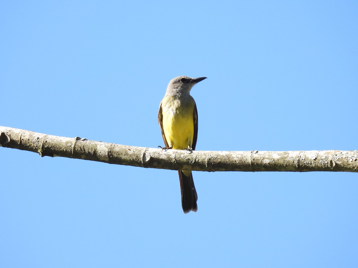 Tyran mélancolique - ML646233744