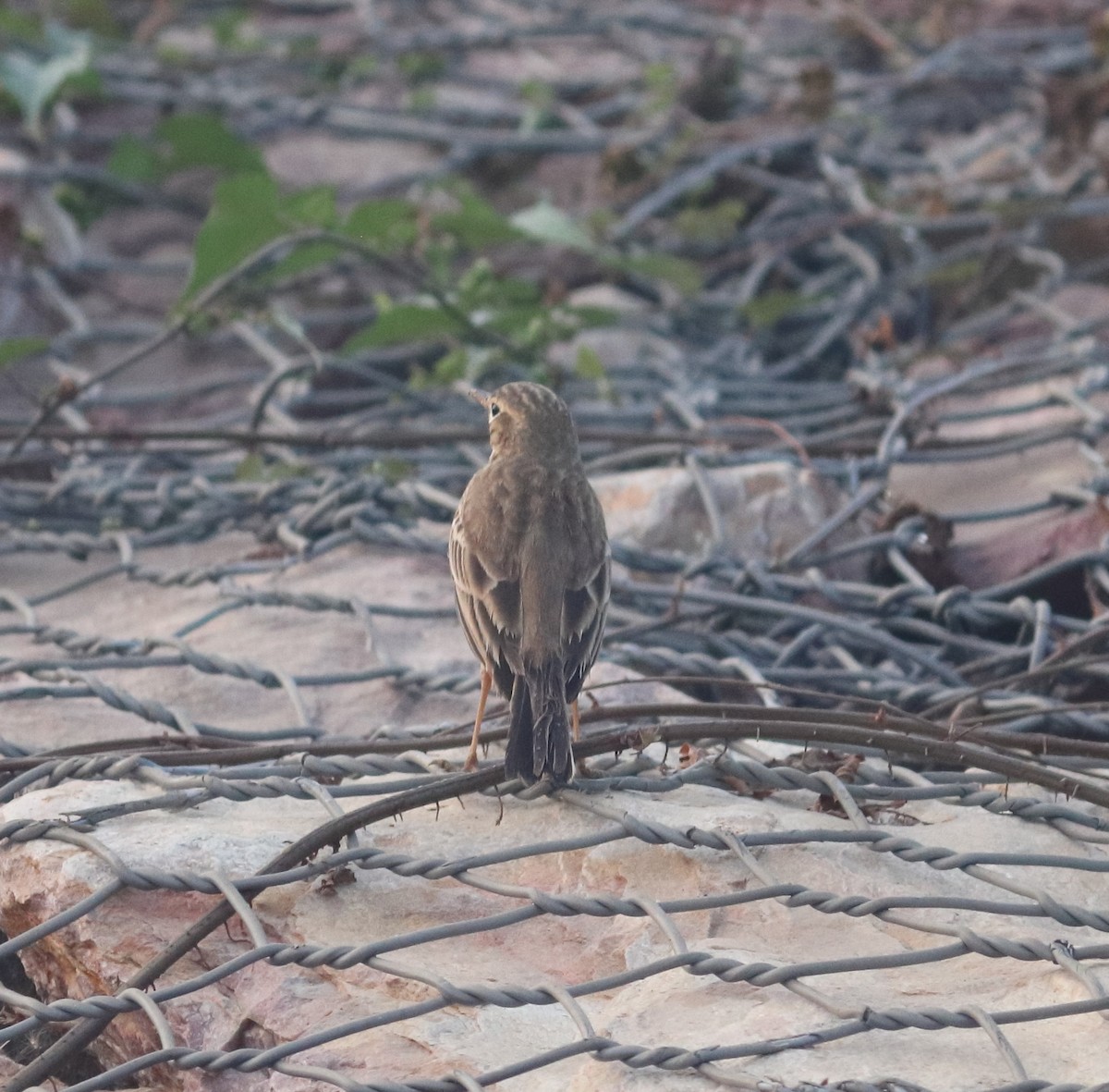 Pipit rousset - ML646233746