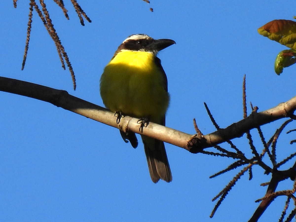 Tyran pitangua - ML646233747