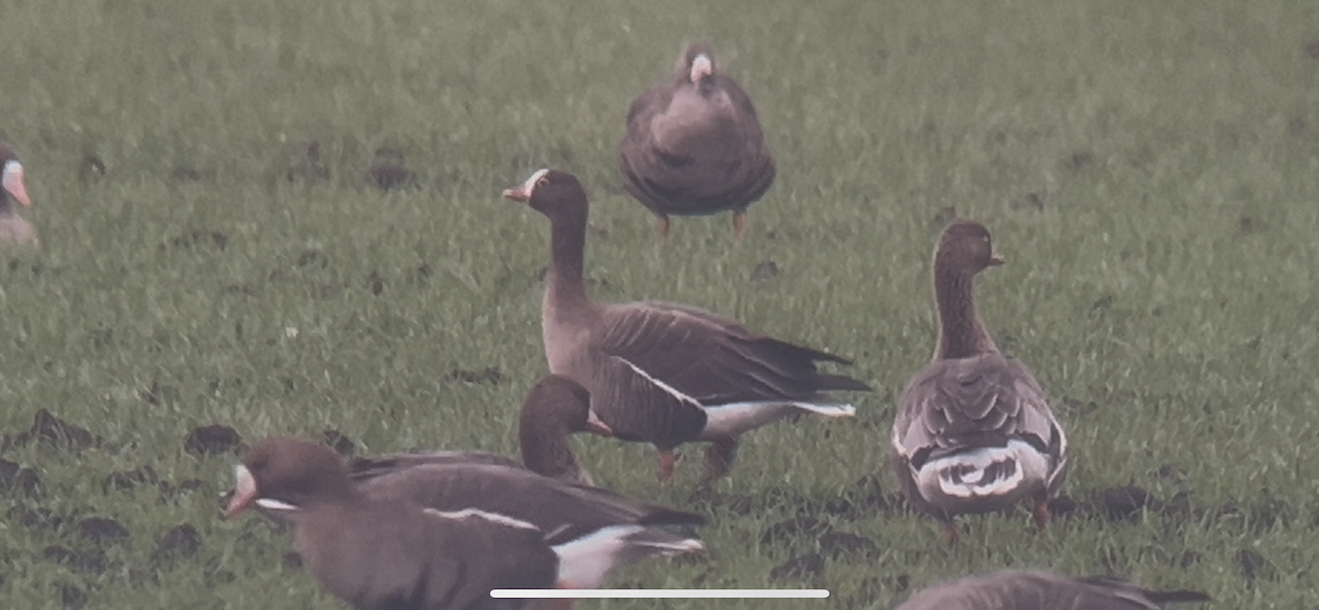 Küçük Sakarca - ML646233749