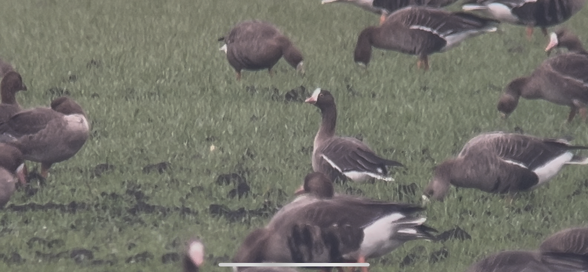 Küçük Sakarca - ML646233750