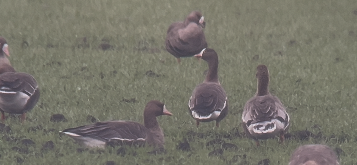 Küçük Sakarca - ML646233751