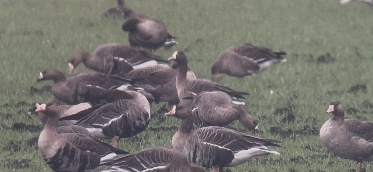 Küçük Sakarca - ML646233752