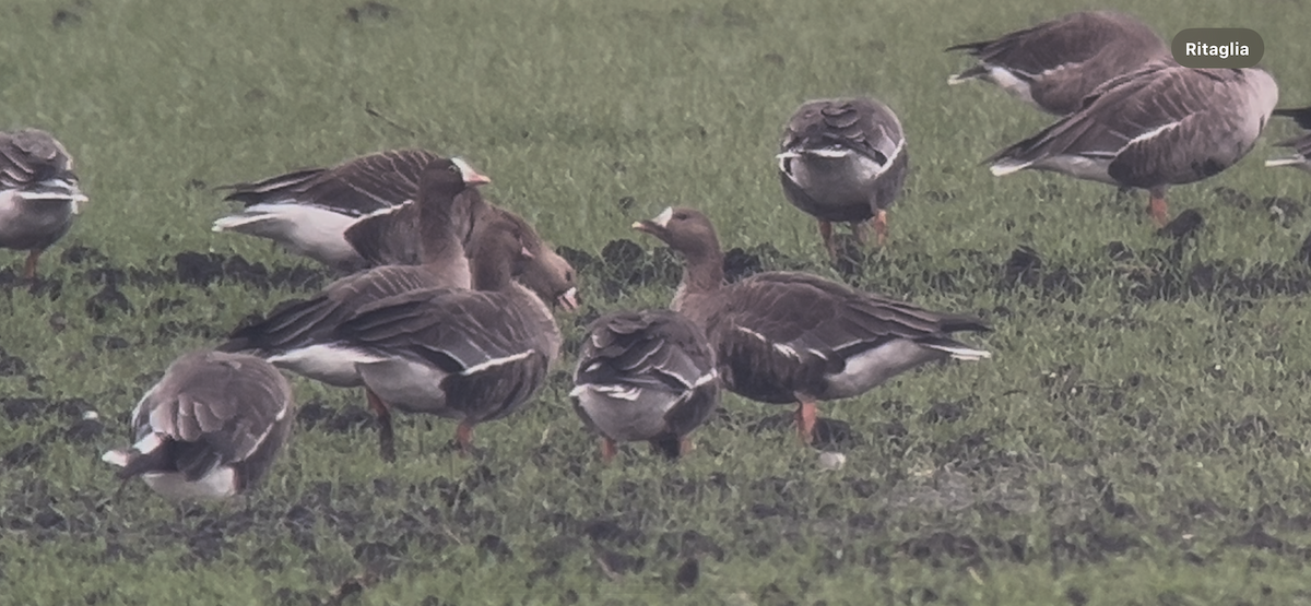 Küçük Sakarca - ML646233753