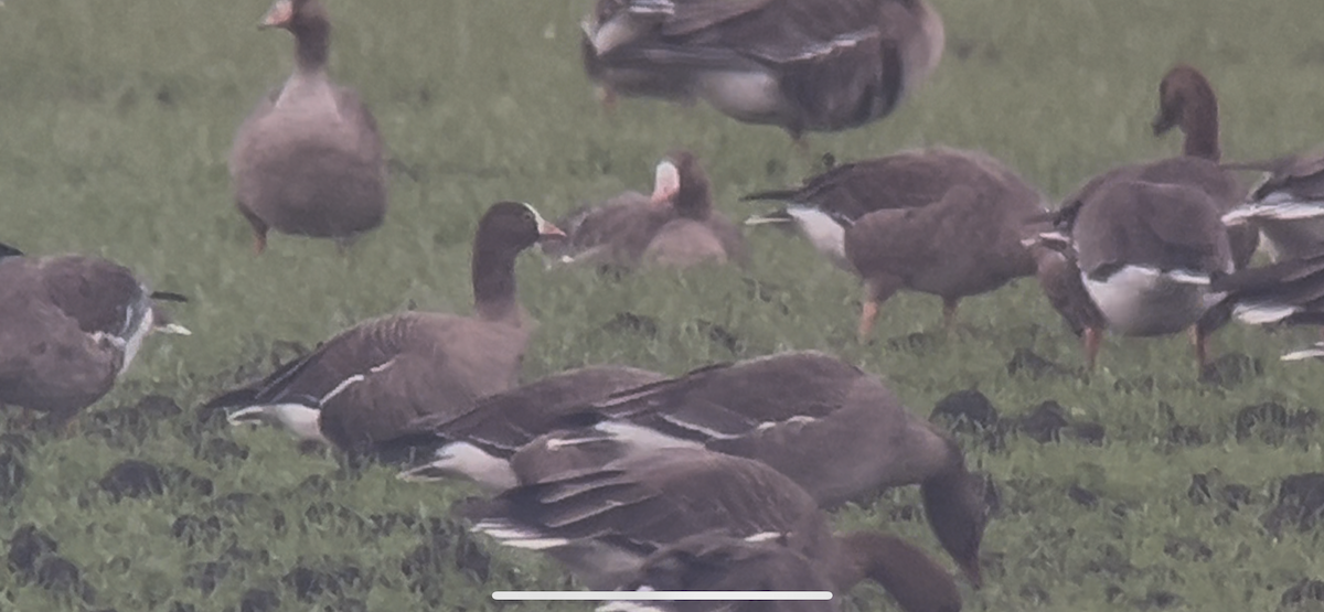 Küçük Sakarca - ML646233754