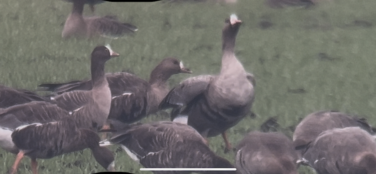 Küçük Sakarca - ML646233755