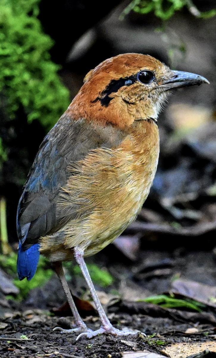 Brève de Schneider - ML646233756