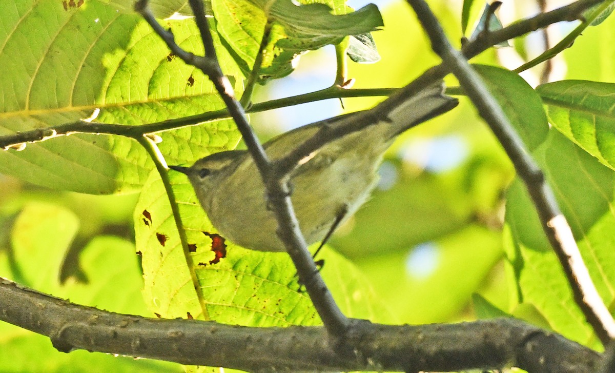 Buff-barred Warbler - ML646233757