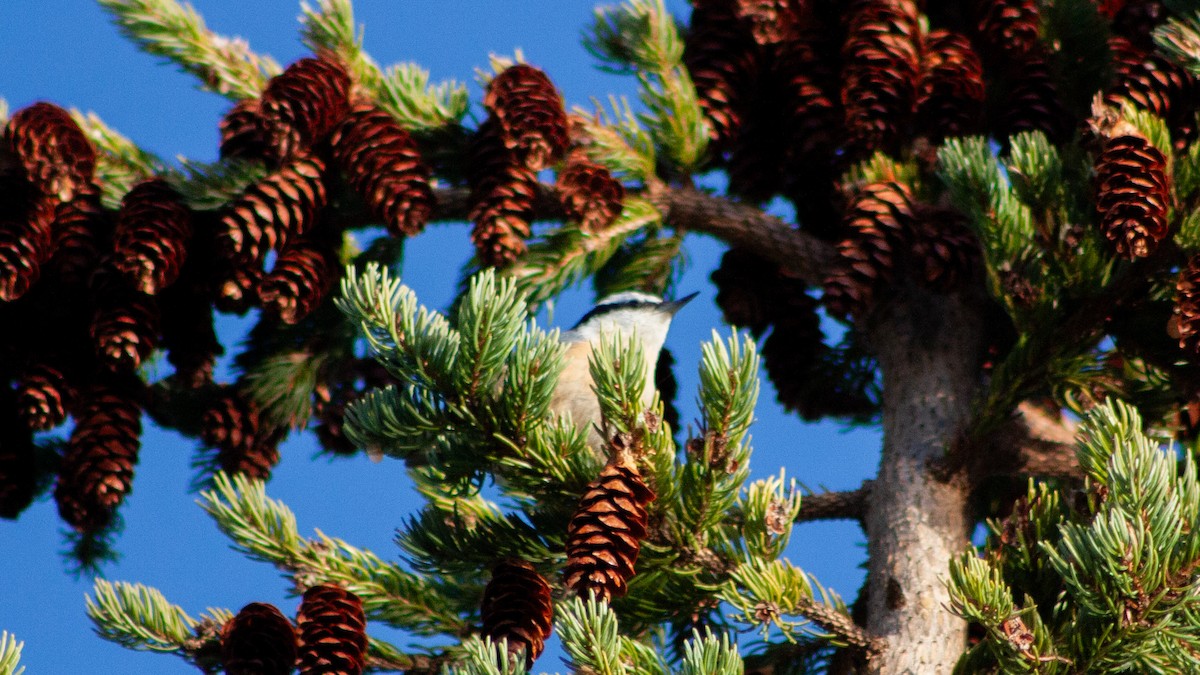 Garrapo kanadarra - ML646233758