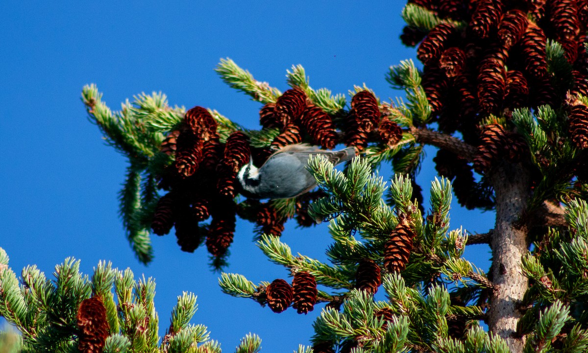 Garrapo kanadarra - ML646233759