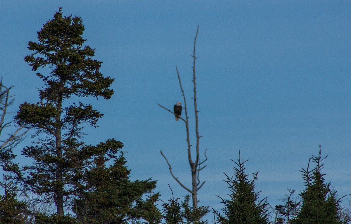 Itsas arrano buruzuria - ML646233760