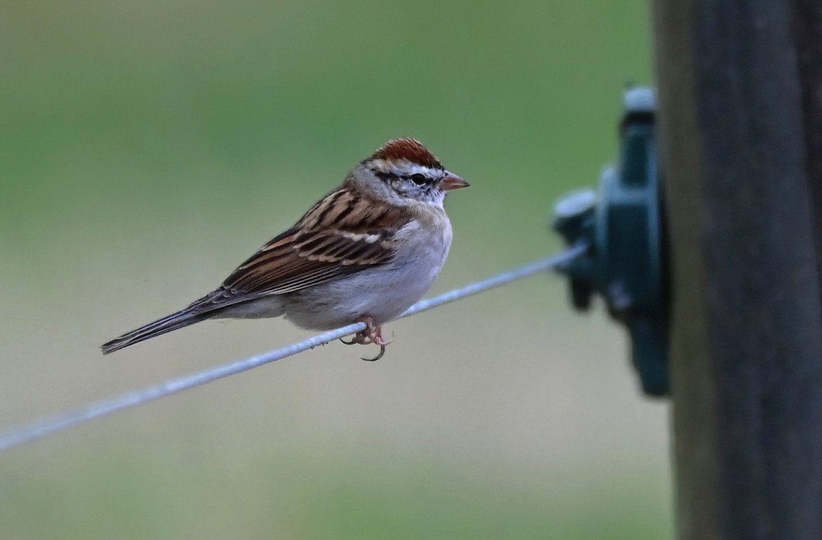Chipping Sparrow - ML646233761