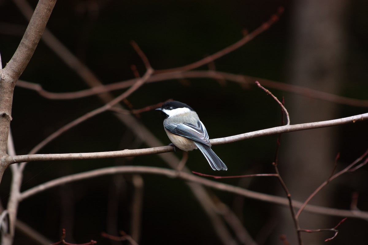 Black-capped Chickadee - ML646233762