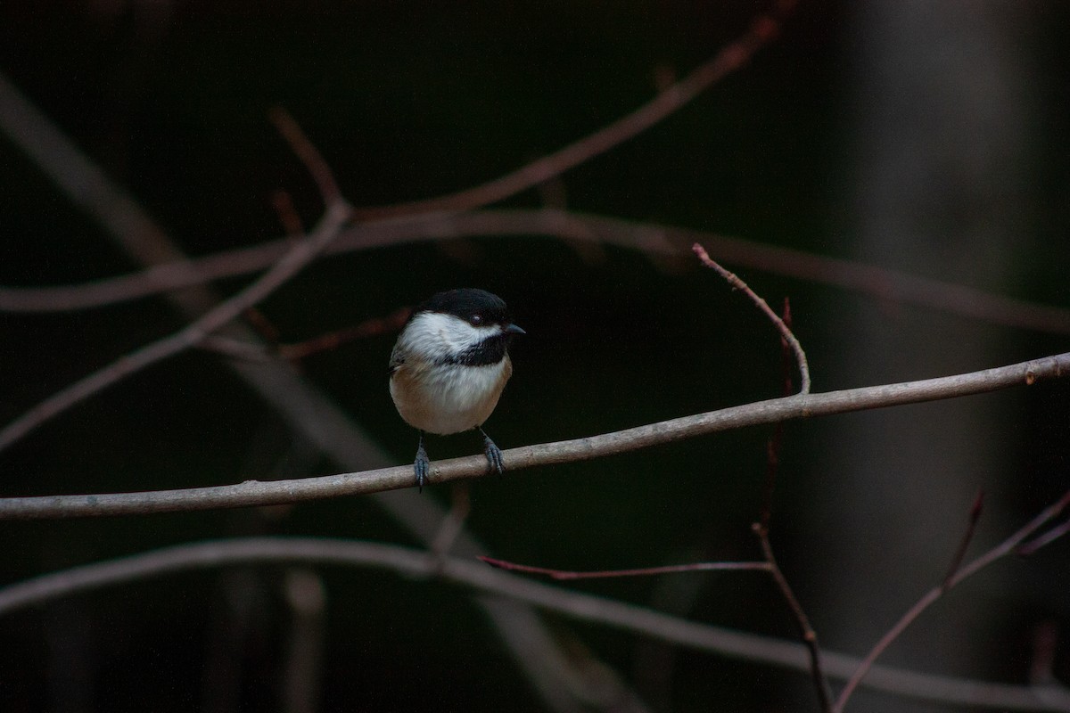 Black-capped Chickadee - ML646233763
