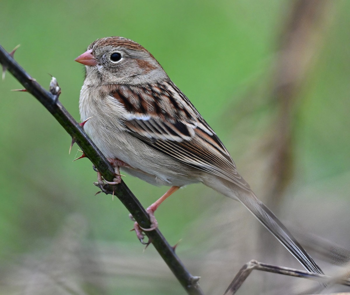 Field Sparrow - ML646233764