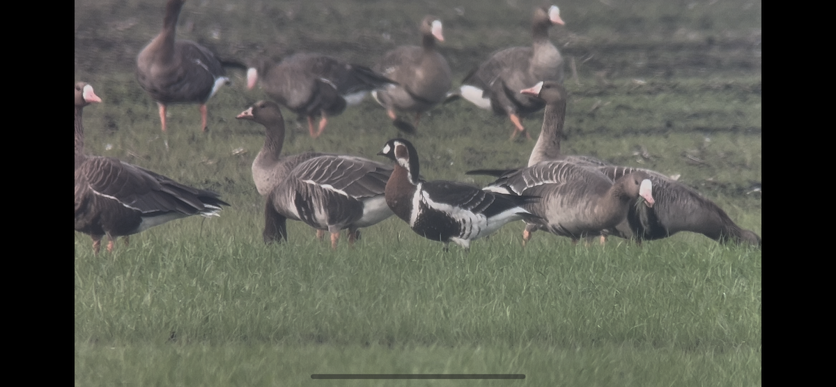 Red-breasted Goose - ML646233765