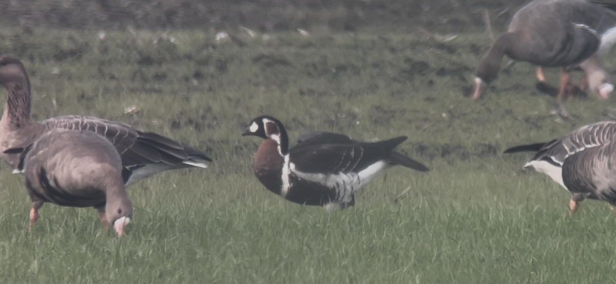 Red-breasted Goose - ML646233766