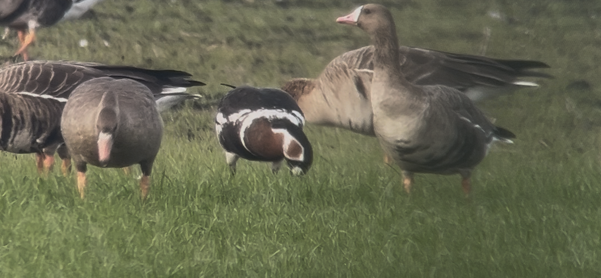 Red-breasted Goose - ML646233767