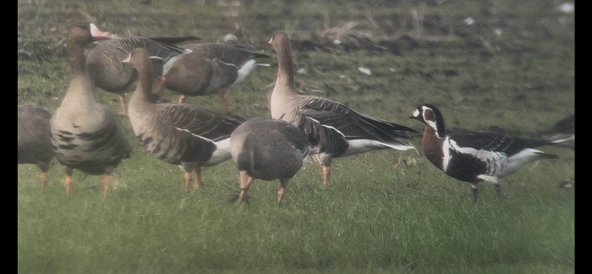 Red-breasted Goose - ML646233768