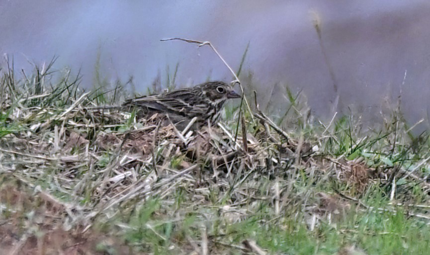 Vesper Sparrow - ML646233771