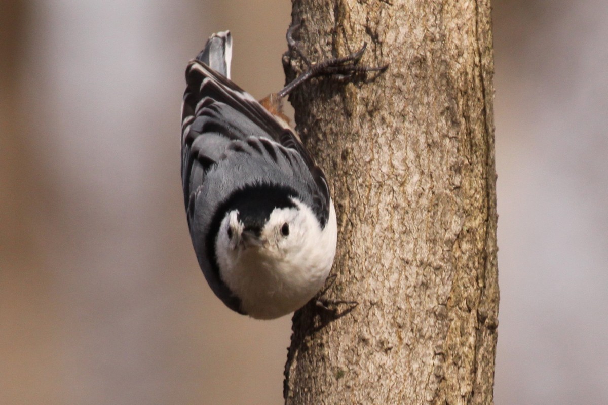 White-breasted Nuthatch - ML646233772