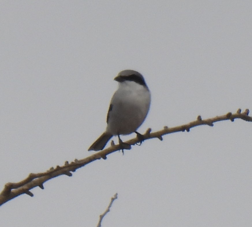 Loggerhead Shrike - ML646233773