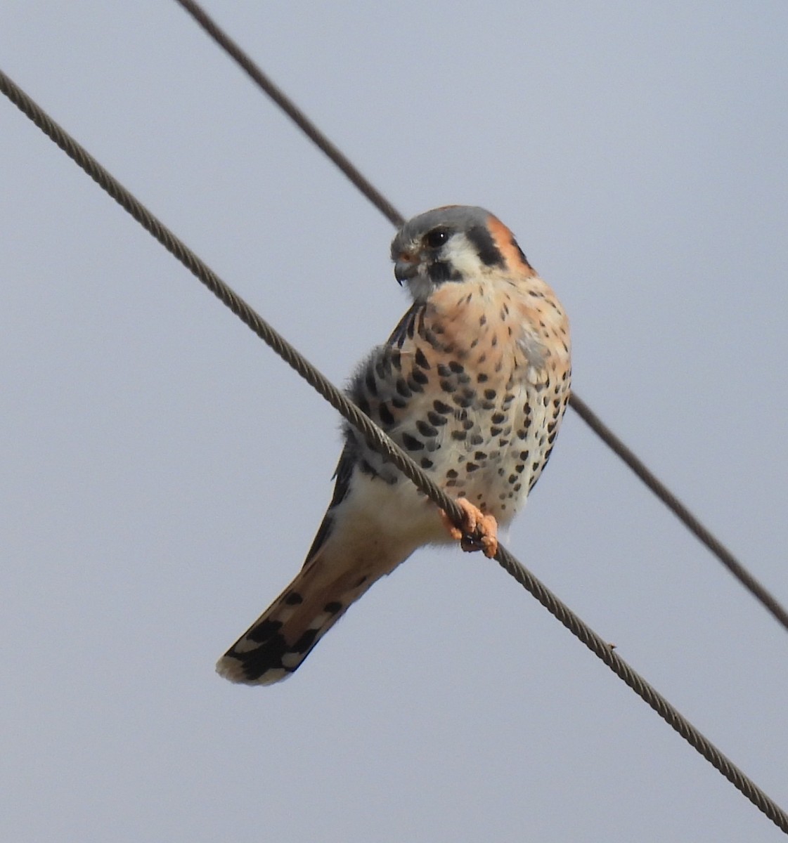 Belatz amerikarra - ML646233775